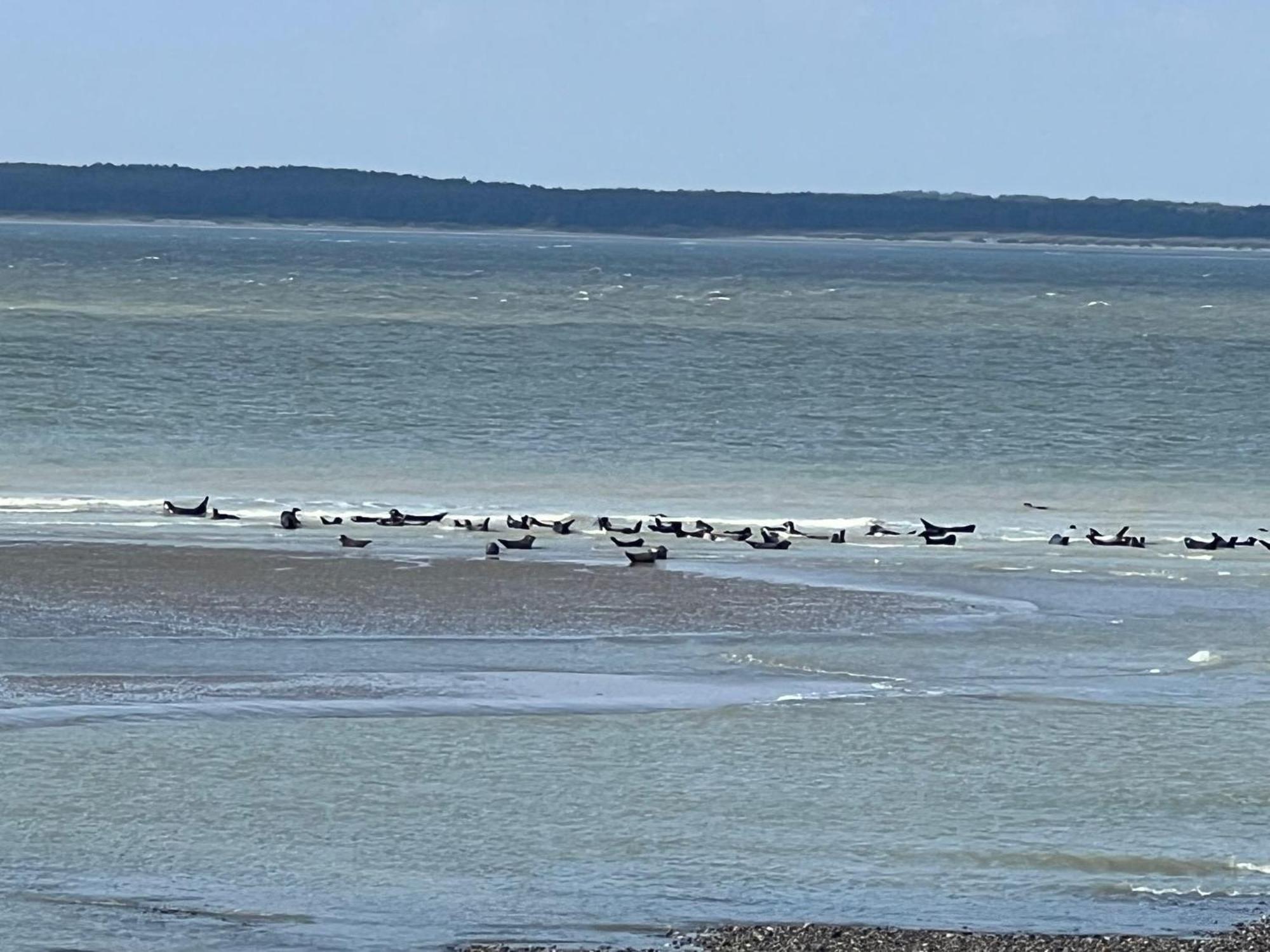 Plage A 50M Appartement Reves De Mer Villa Les Bains De Mers Exteriör bild