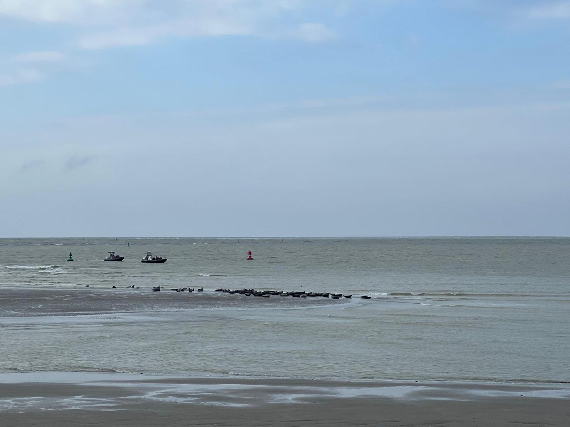 Plage A 50M Appartement Reves De Mer Villa Les Bains De Mers Exteriör bild
